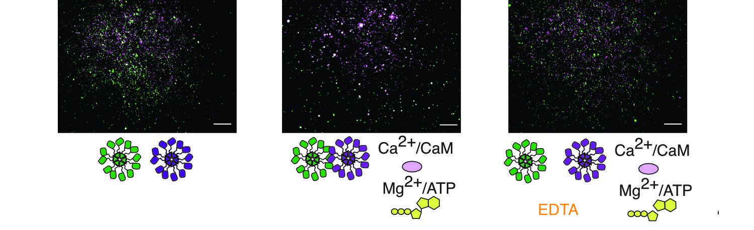 CaMKII-TIRF.jpg