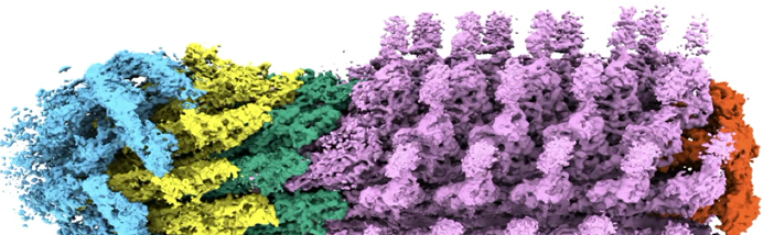 AG Erhardt in Nature Microbiology 02.png