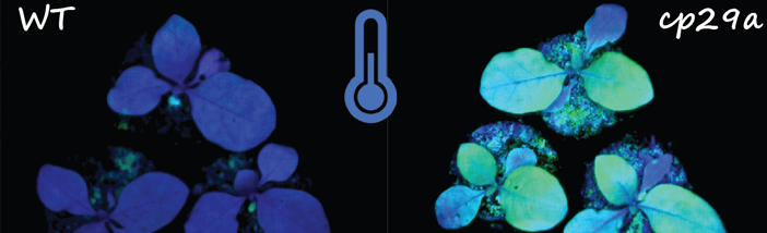 AG Linneweber PNAS.png