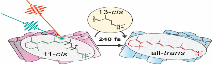 Broser_JACS_2025_pic.png