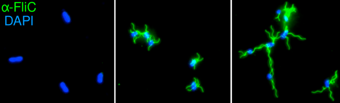 PNAS Publikation- AG Erhardt02.png
