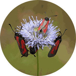 circle-bioeveo-jasione-300x300.png