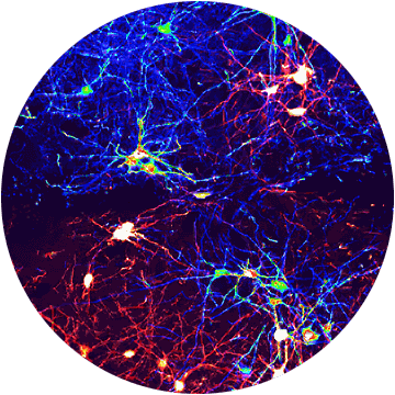 circle-neurobio-transparent-360x360.png