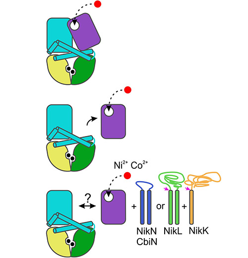 prof-eitinger_microbio.jpg Image Title