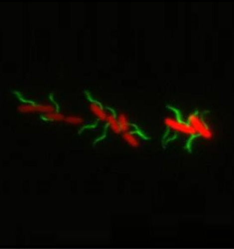 prof-erhardt_molmicrobio.jpg Image Title