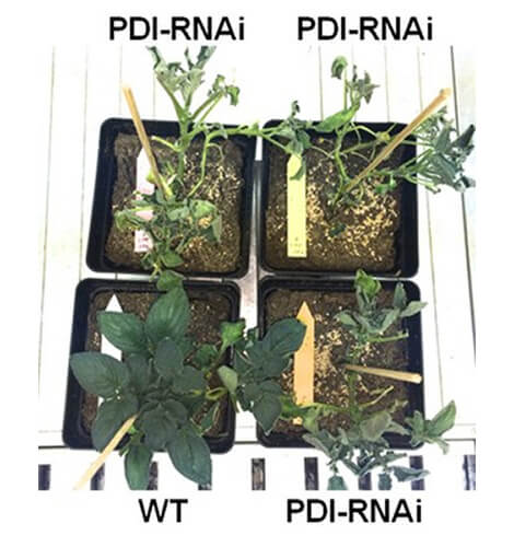 prof-grimm_plantphys.jpg Image Title