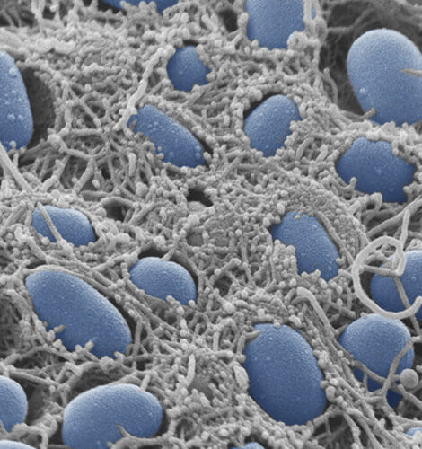 prof-hengge_microbiology.jpg Image Title