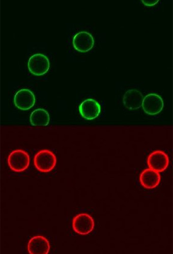 prof-herrmann_molbiophys.jpg