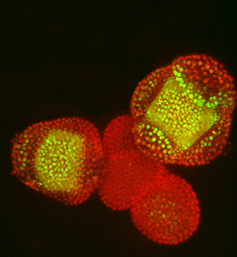 prof-kaufmann_plantcellmolbio.jpg Image Title