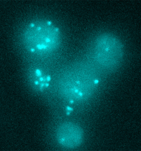 prof-klipp_theoretbiophys.jpg Image Title