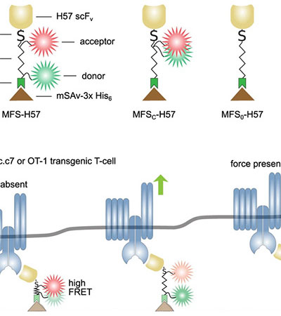 prof-klotzsch_experimbiophys.jpg Image Title