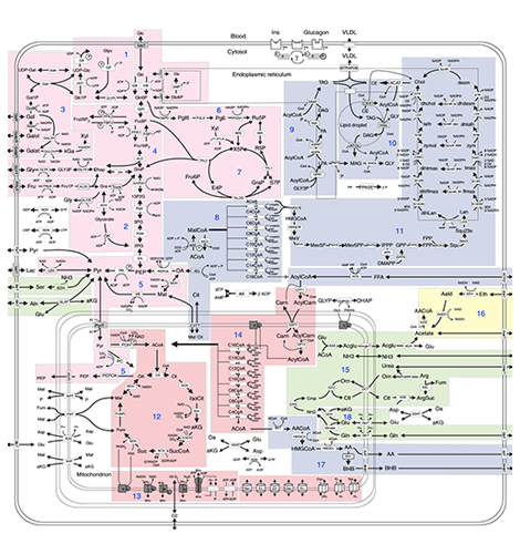 prof-koenig_sysmedliver.png Image Title