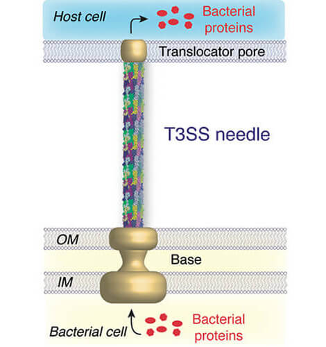 prof-lange_structdynbiomol.jpg Image Title