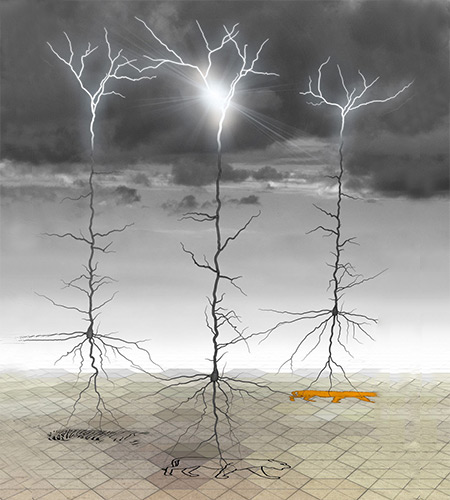 prof-larkum_neuronalplasticity.jpg Image Title