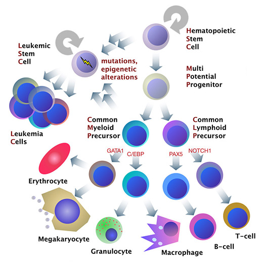 prof-leutz_celldifftumor.jpg