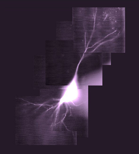 prof-plested_cellularbiophys.jpg Image Title