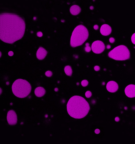 prof-schmitzlinn_moleculargenetics.jpg Image Title