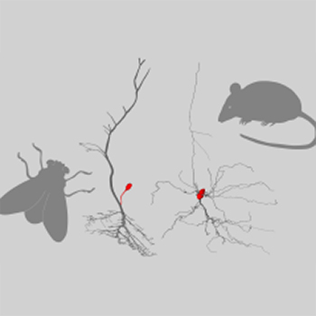 prof-schreiber_compneurophys.jpg Image Title