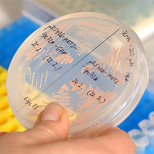 prof-sommer_intraproteo.jpg Image Title