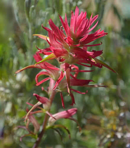 prof-wicke_plantevobiodiv.jpg Image Title