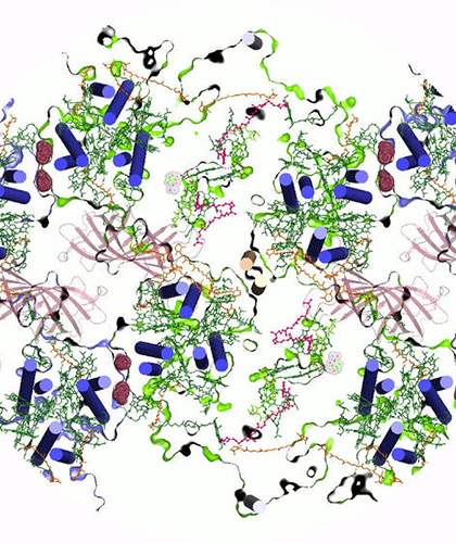 prof-zouni_biophysphoto.jpg Image Title