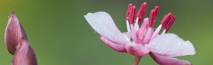 KW33-35_Butomus_umbellatus_Butomaceae_topimage.jpg