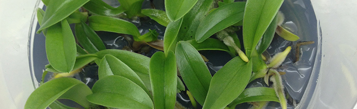 Paphiopedilum in-vitro