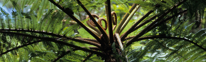 Cyathea_approximata.jpg