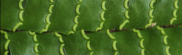 Farn (Adiantum vogelii)