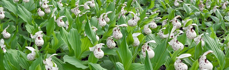 Frauenschuh-Orchidee (Cypripedium 'Ulla Silkens')