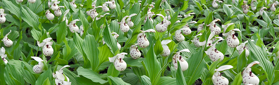 Cypripedium 'Ulla Silkens'