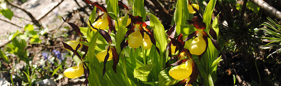 Cypripedium calceolus #1