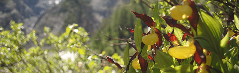 Gelber Frauenschuh (Cypripedium calceolus)