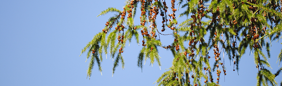 Europäische Lärche (Larix decidua)