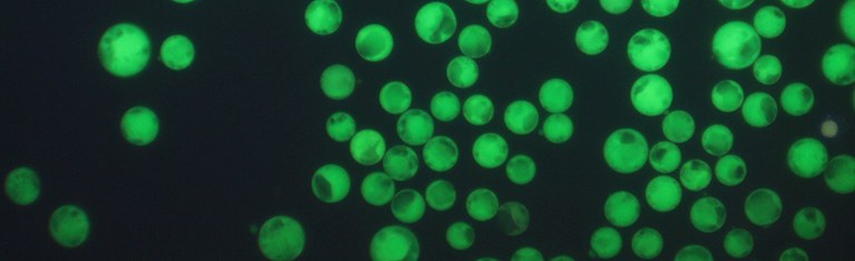 Protoplasten
