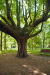 Aesculus hippocastanum "Umbraculifera"