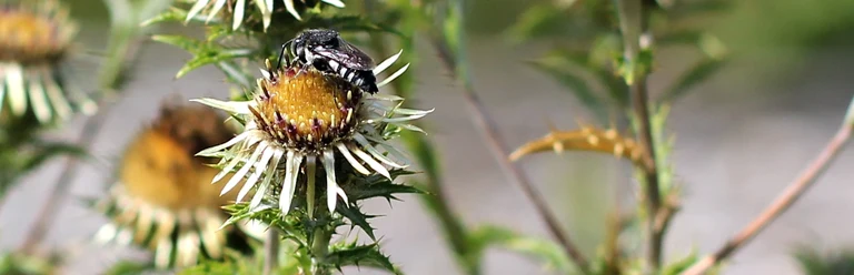 Die Golddistel - Carlina vulgaris agg..webp