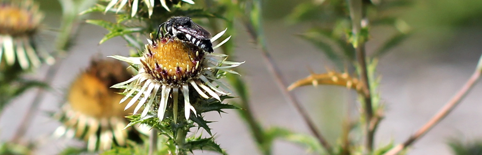 Die Golddistel - Carlina vulgaris agg..webp