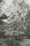 Blühender Baum im Arboretum