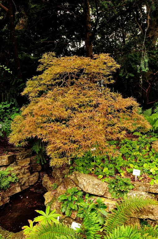 Acer palmatum 'Disectum ornatum'