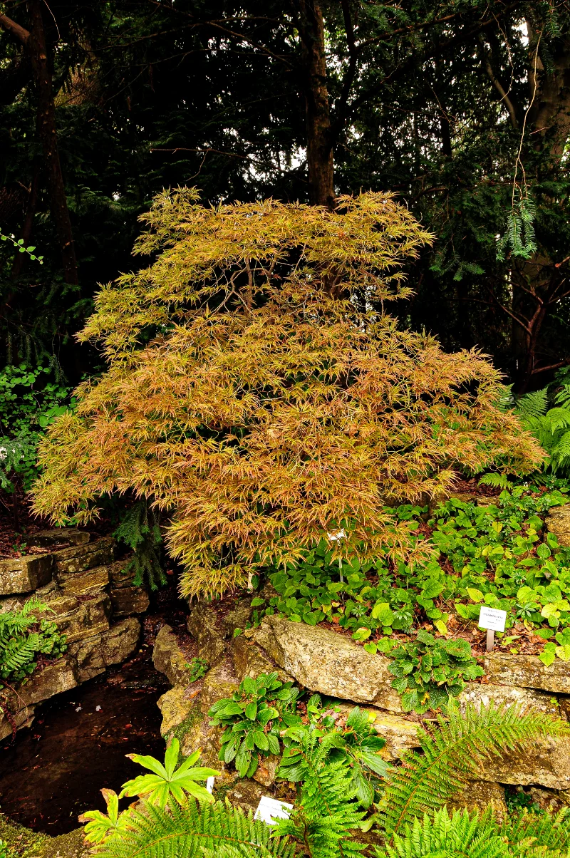 Acer palmatum 'Disectum ornatum'.webp