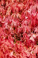 Acer palmatum 'Dissectum ornatum'.webp