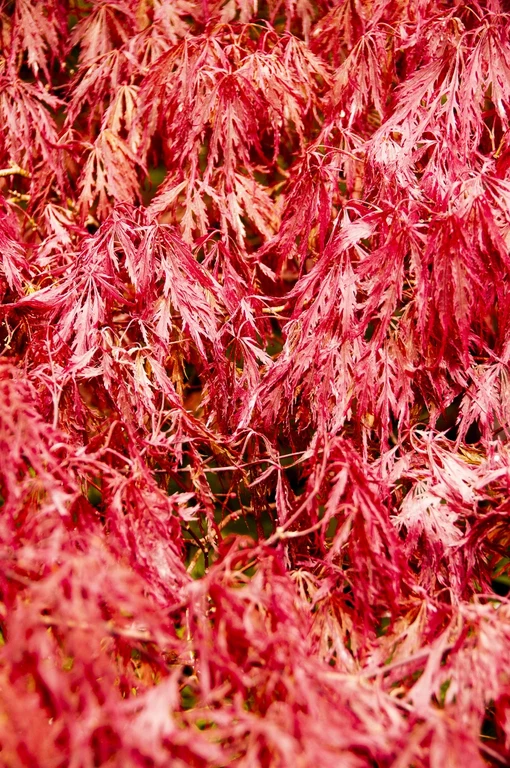 Acer palmatum 'Dissectum ornatum'