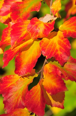 Parrotia persica