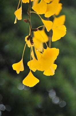 Ginkgo biloba