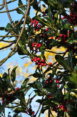 Ilex aquifolium
