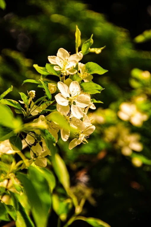 Malus domestica.webp