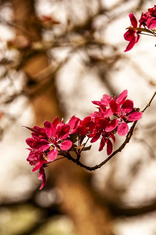 Malus x purpurea 'Lemoinei' 