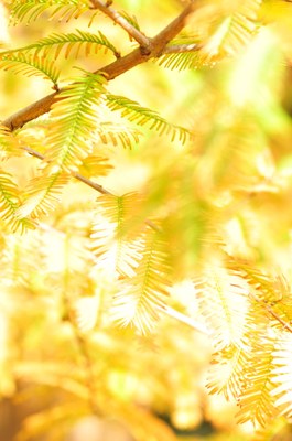 Metasequoia glyptostroboides