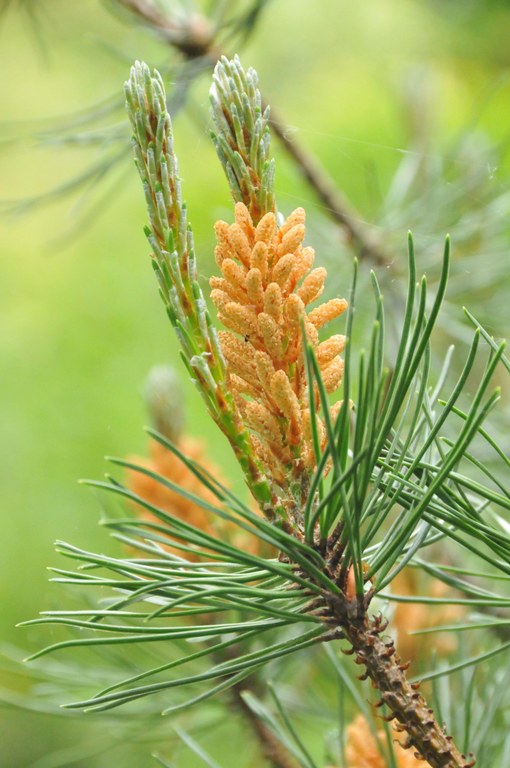 Pinus_mugo.JPG